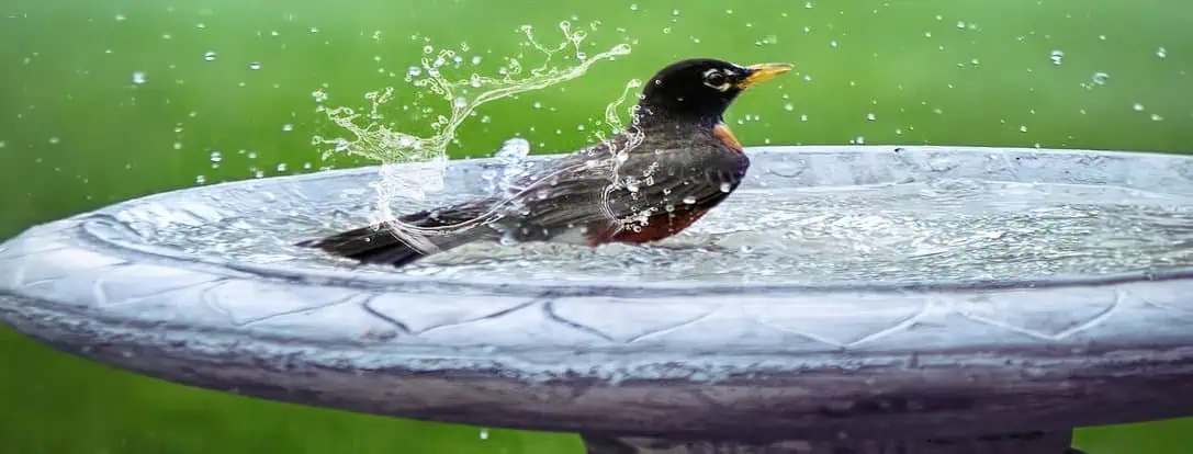 Klassische Vogeltränken und Vogelhäuser