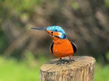 Ijsvogel - handgemaakt ijzer - in kleur