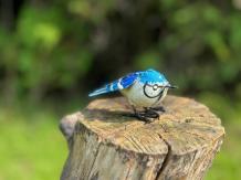 Blauwe gaai, vogel beeldje in kleur, ijzer