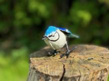 Blauwe gaai, vogel beeldje in kleur, ijzer