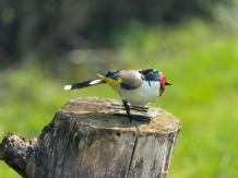 Putter - vogel beeldje - handgemaakt