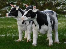 Set van 2 Koeien - Polystone - Gedetailleerd - Dierenbeelden