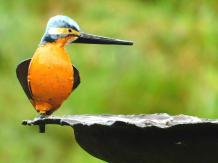 Vogelvoeder met IJsvogel - Tuinsteker - Metaal