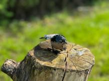 Handgemaakte vogel, zwartkop, uniek beeld, decoratie