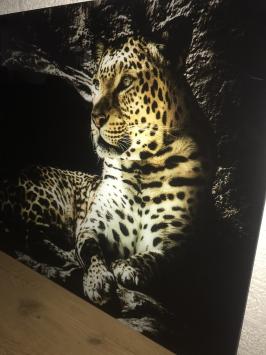 Kunst auf Glas von einem Leoparden / Panther, Wanddekoration