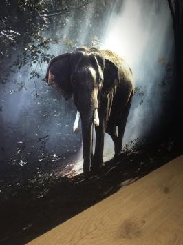 Kunst op glas van een olifant in een bos