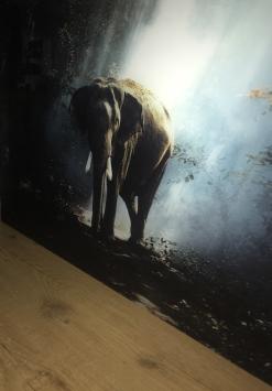 Kunst op glas van een olifant in een bos