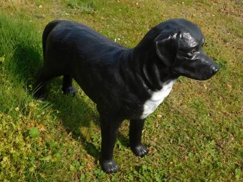 Prachtige 'Labrador Retriever' zwart - van Polystone