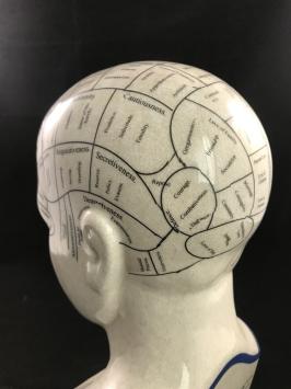 Een porseleinen phrenology hoofd in blauwe kleuring