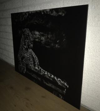 Kunst op glas van een liggende luipaard / panter, zwart-wit