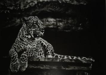 Kunst op glas van een liggende luipaard / panter, zwart-wit