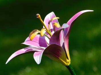 Metalen lelie, leuke decoratie voor in de tuin, roze lelie