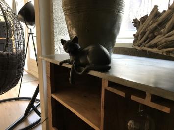 Sculptuur liggende kat uit Polystein, mooi!